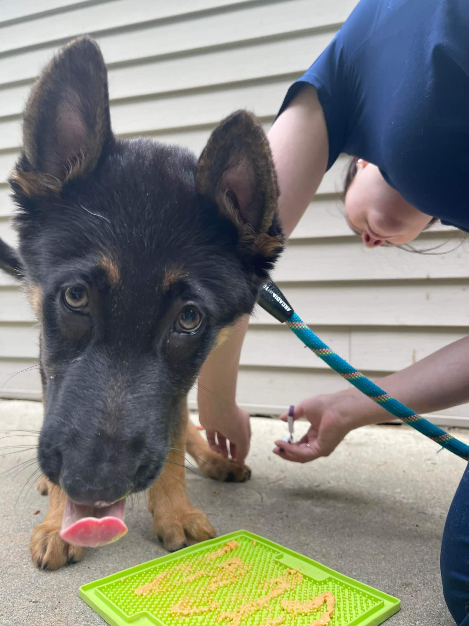 Fear free nail trims! We start at the very first appointment! #fearfreepuppy