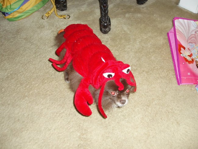 dog dressed up as a lobster