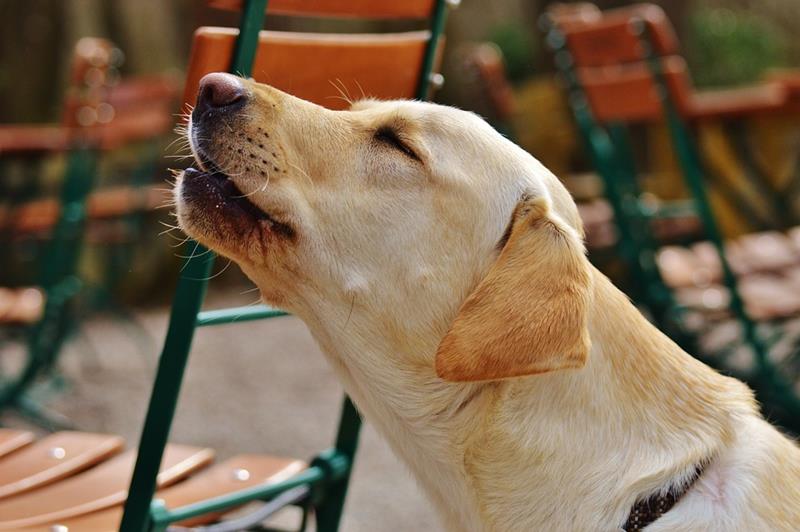 Fleas, Release Me...Let Me Go