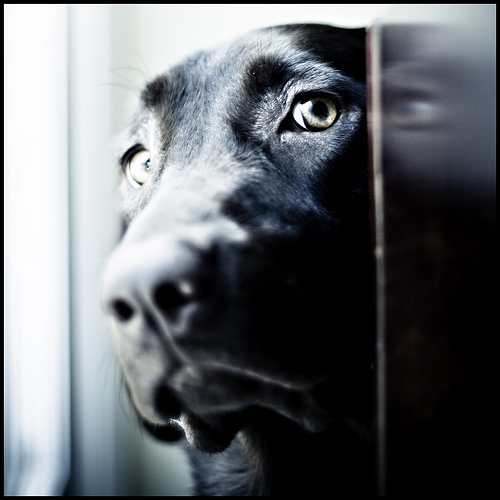 pet separation anxiety