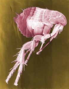 the common flea