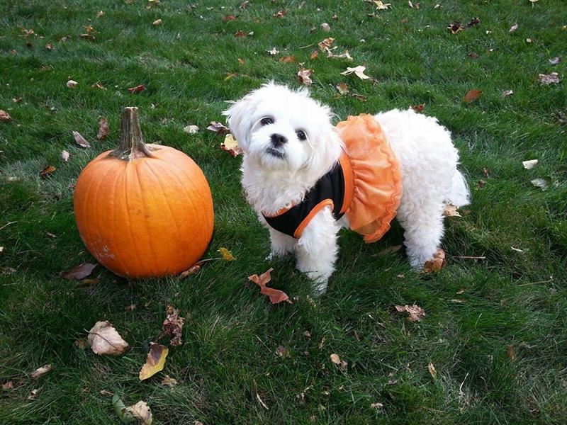 halloween dog