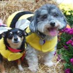 Bee dogs