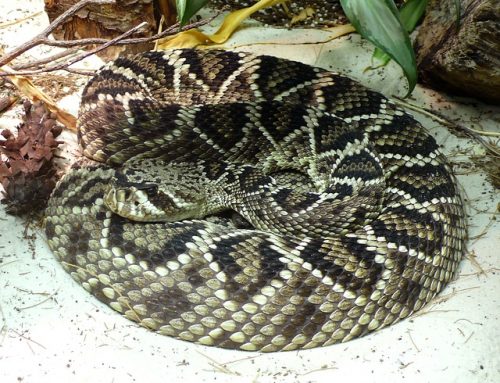 Antivenom Now Available for Snakebite Emergencies