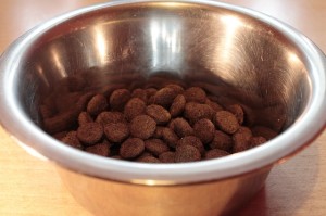 food allergies for pets