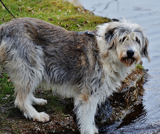 lepto in dogs
