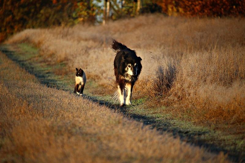 dogandcat