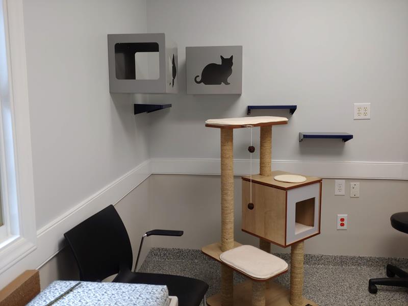 cat exam room