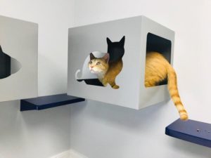 cat exam boxes