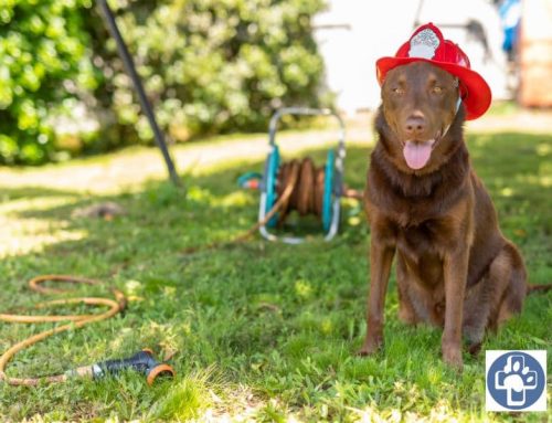 National Pet Fire Safety Day: July 15th
