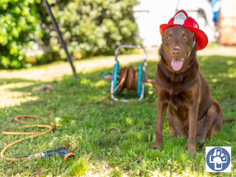 pet fire safety