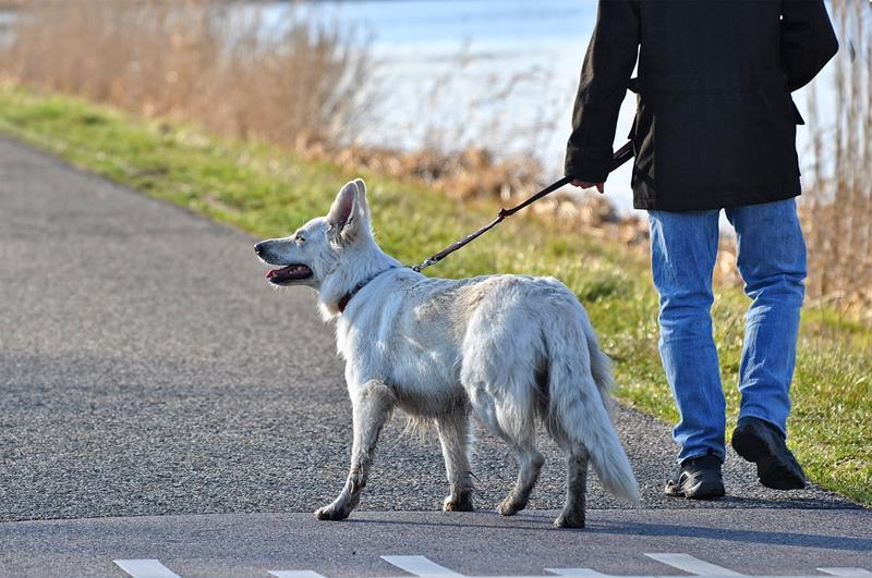 Transitioning your dog