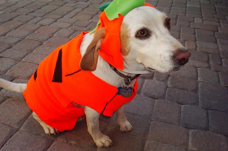 halloween-with-your-pet