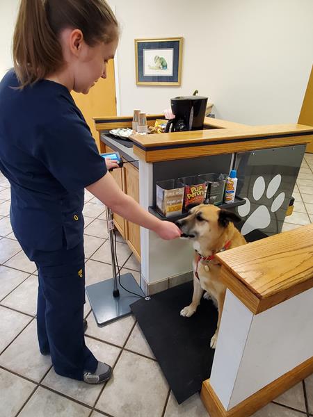 Afraid to Step on the Scales! - Town N Country Animal Hospital