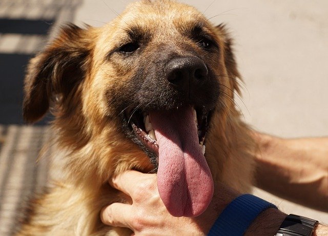 bad dog breath