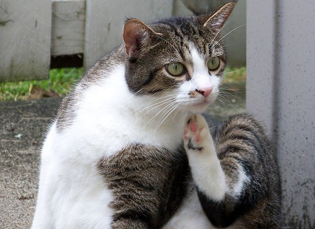 cat allergies