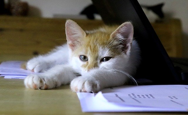 sharing office with cat