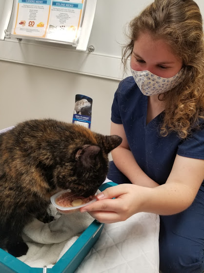 cats and covid