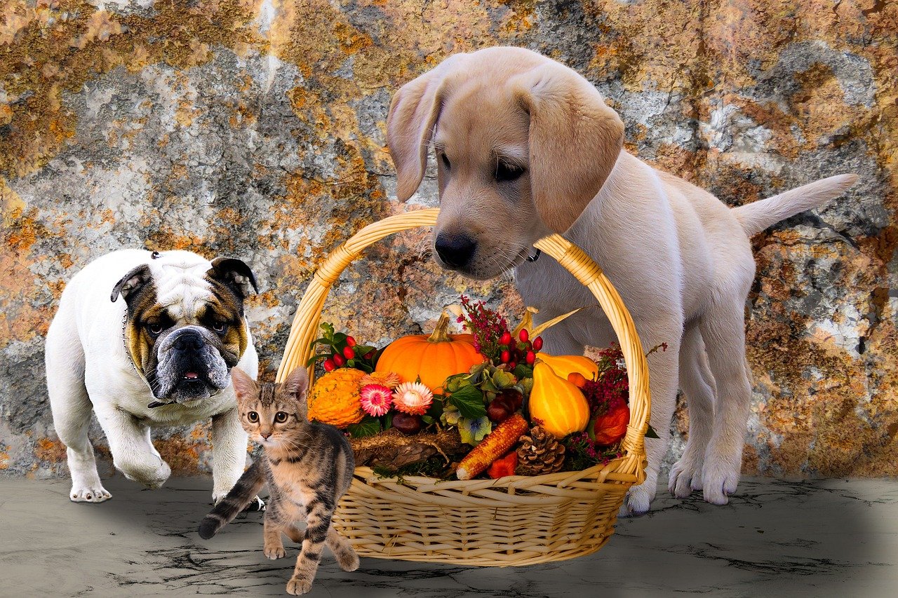 puppies and kitten thankgiving