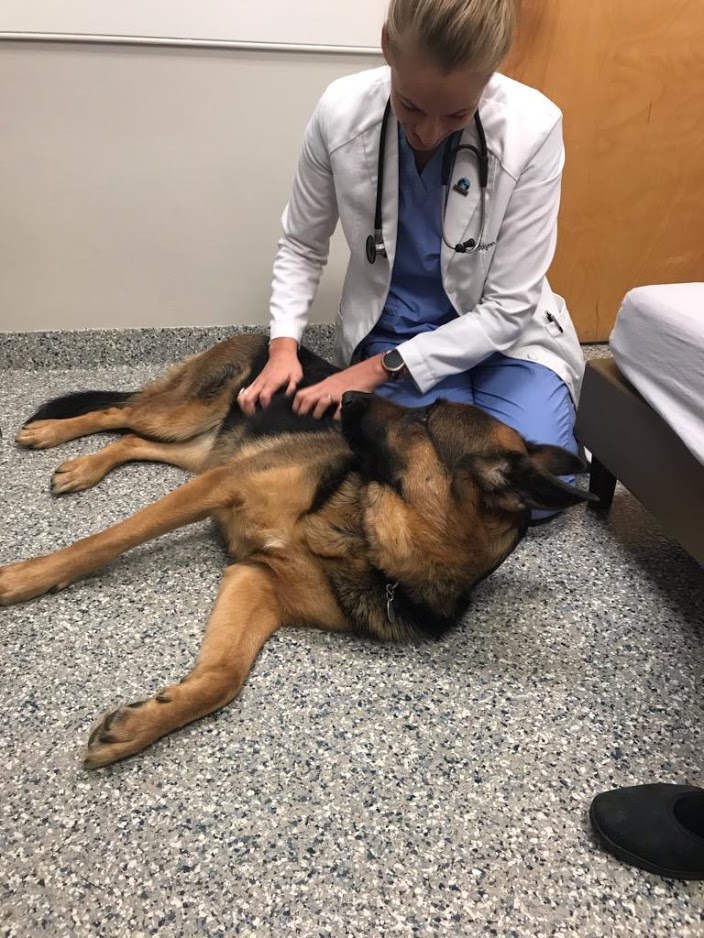 german shepherd
