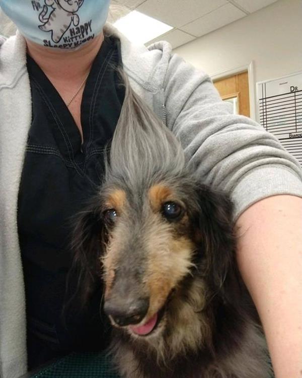 lucy senior dog