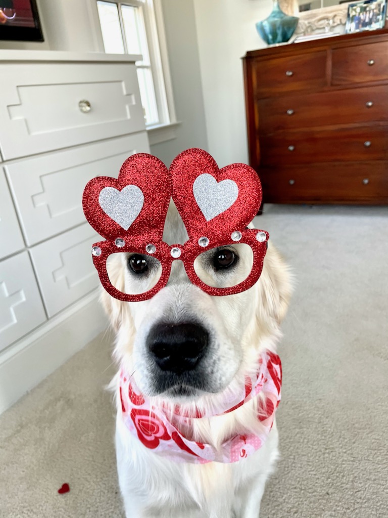 love your pet