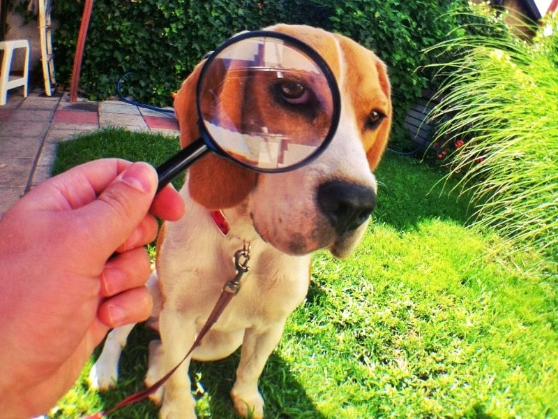 helping with pet allergies
