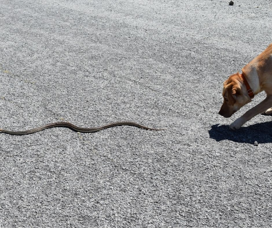 pet safety at home