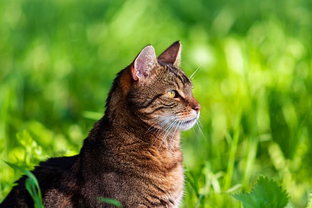 outdoor cats