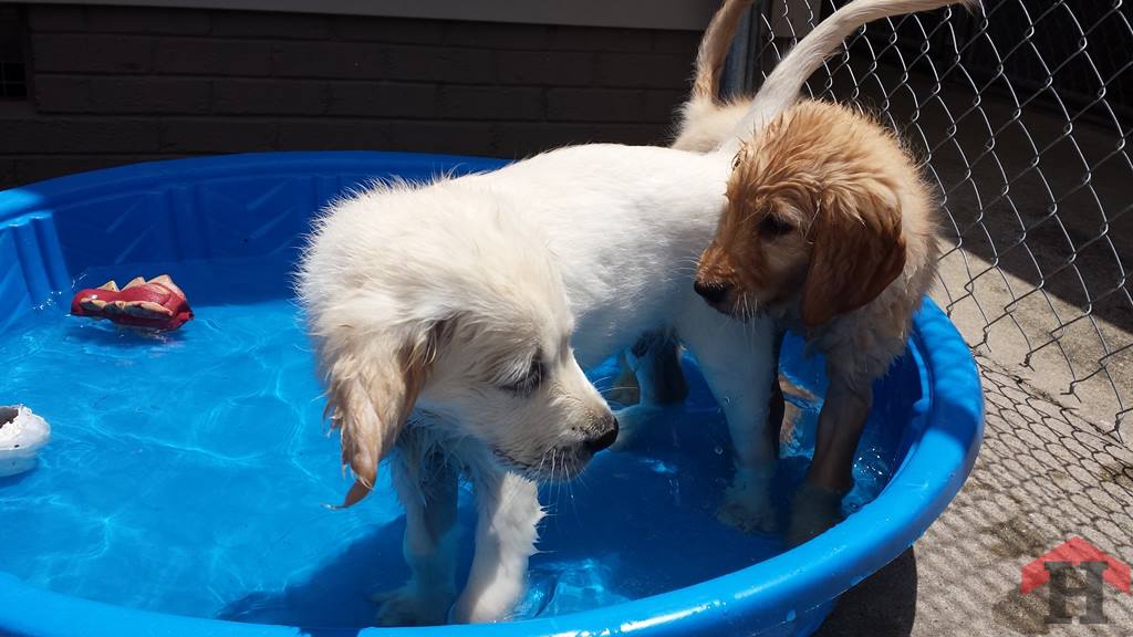 teaching dogs to be friends