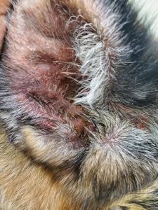Swollen, red ear with odor and discharge. It needs veterinarian attention.