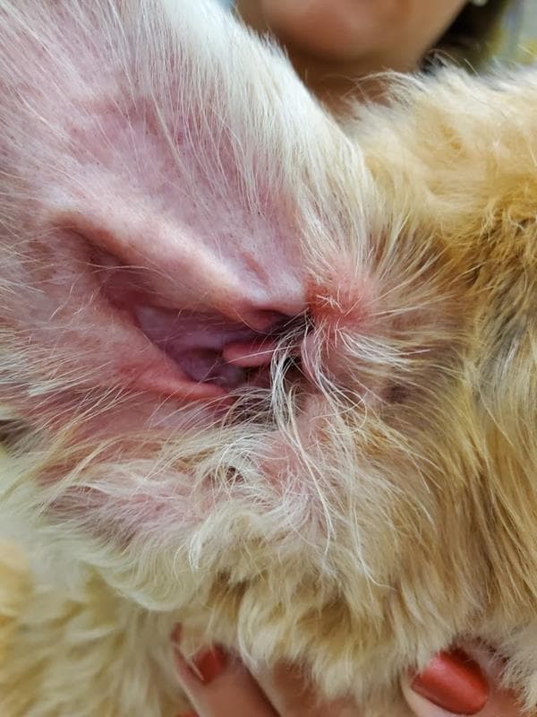 Squeaky clean ear.