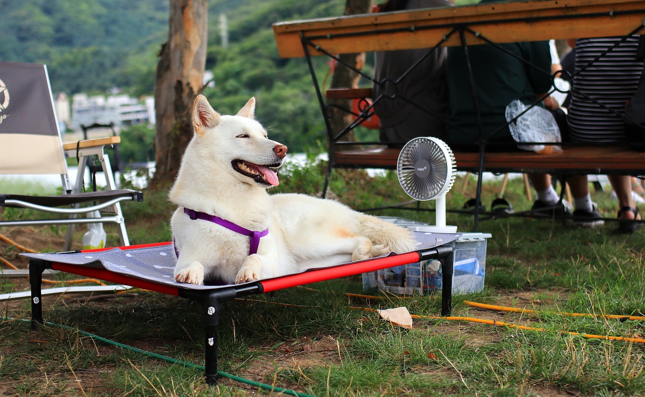 dog in hot weather