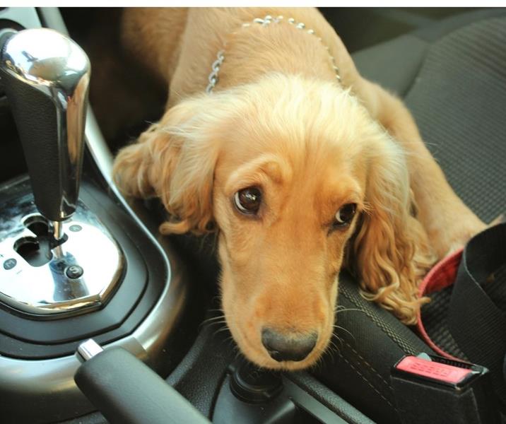 Could It Be? Nausea and Nerves in the Car. - Town N Country Animal Hospital