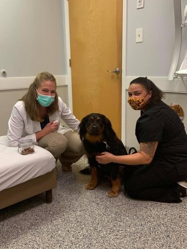 train your pet to visit the vet