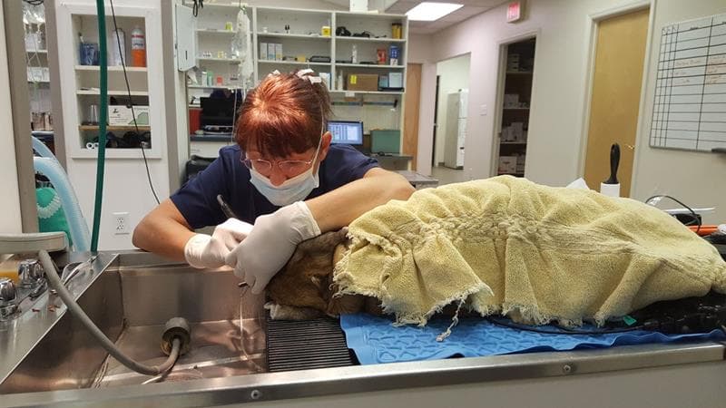 what is a vet tech