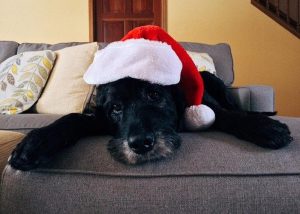holiday stress for your pet