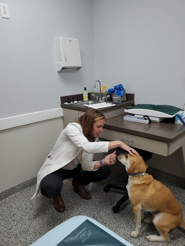 Gilbert the New Guy's Family Homework Town N Country Animal Hospital