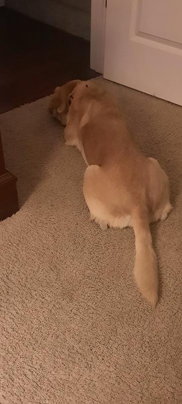 gilbert the curious dog