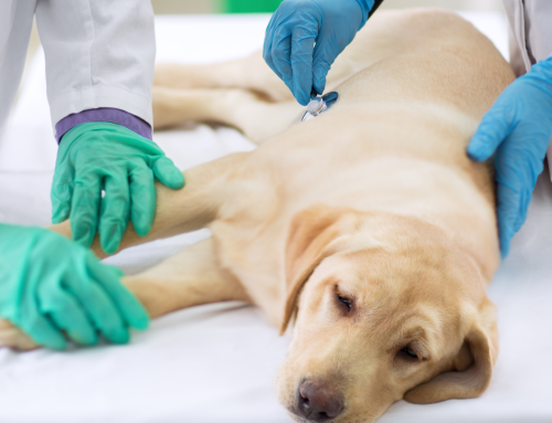 IMPORTANT! Canine Respiratory Cases on the Rise!