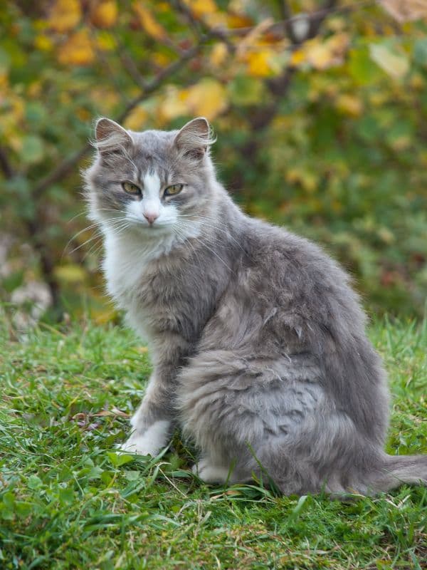 fall pet tips