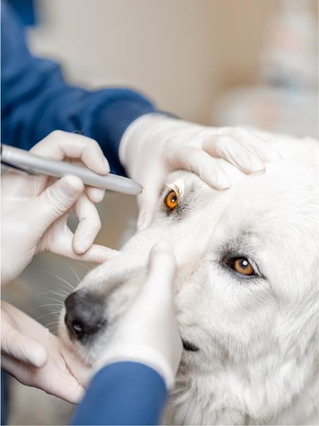 eye exams