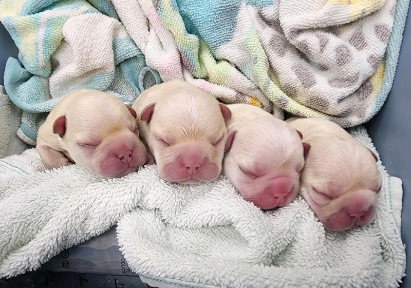 Reproductive Veterinarian Near Me Services Animal Care