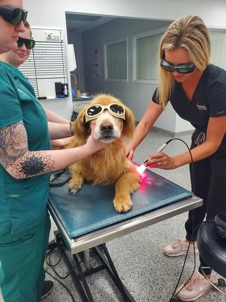 Laser Therapy For pets