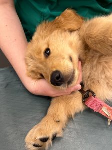 nurse caring for dog