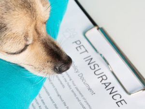 Pet Insurance