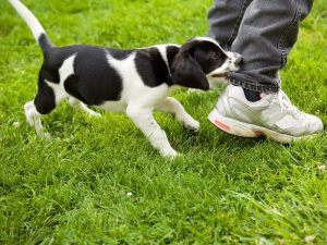 how to stop puppy nipping