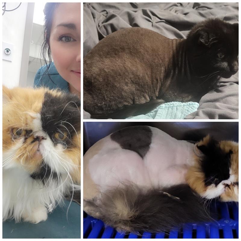 cat groom before/after