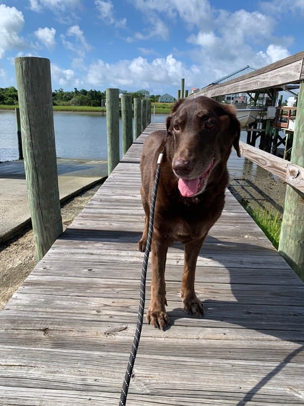 chocolate lab Bayle