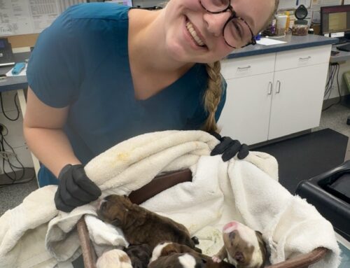 Celebrating Lucy: Our Team Value Award Recipient